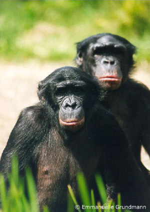 Бонобо (карликовые шимпанзе) часто используют секс в качестве средства для снятия стресса и напряженности в коллективе. Теперь понятно, что всё дело тут в окситоцине.