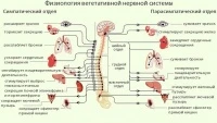 Картинка к "Вегетативная нервная система"