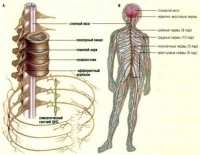 Картинка к "Центральная нервная система"