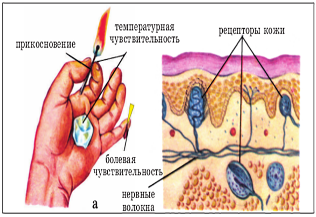 Рецепторы пальцев рук