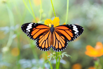Смерть гусеницы - рождение бабочки. Но и красавицы бабочки живут недолго, чтобы уступить место другим цветам...