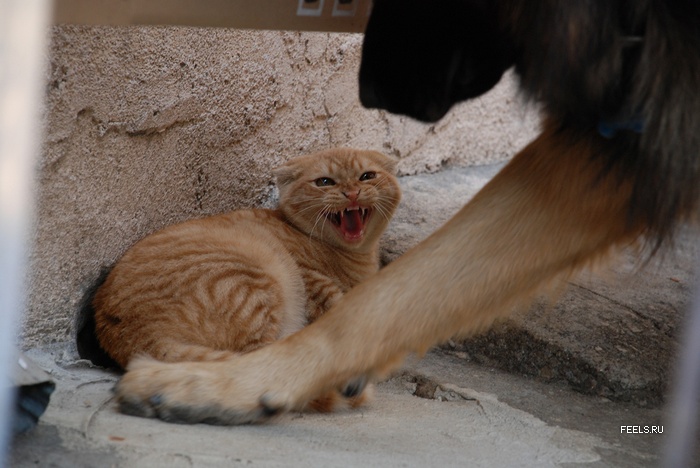 Агрессивная кошка