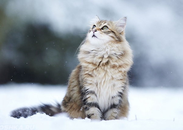 Картинка к "«Зима и котик», стихотворение"