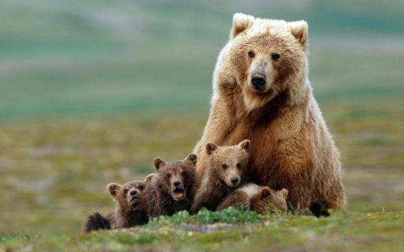 Получают ли шлепки эти медвежата от своей любящей мамы?