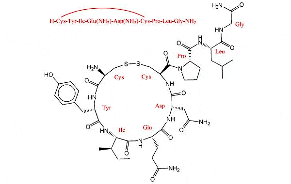 Структура молекулы окситоцина — «вещества любви, дружбы и доверия». Окситоцин представляет собой пептид (короткий белок) из 9 аминокислот. «Секретная формула» этого естественного приворотного зелья такова: цистеин — тирозин — изолейцин — глутамин — аспарагин — цистеин — пролин — лейцин — глицин. Изображение с сайта www.3dchem.com