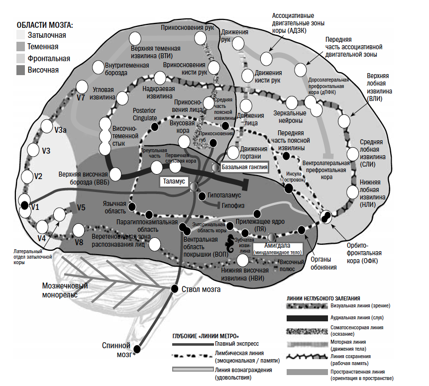 Локализация психических функций в мозге. Мозг поля Бродмана. Карта мозга. Функциональная карта мозга. Подробная карта мозга человека.